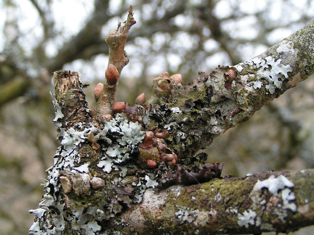 Dartmoor - Magic Forest