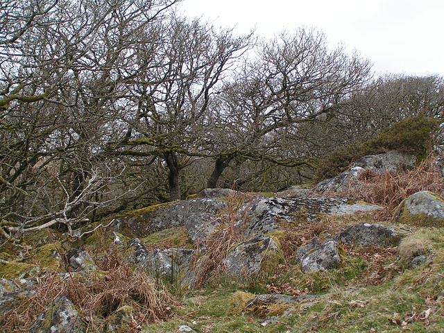 Dartmoor - Magic Forest