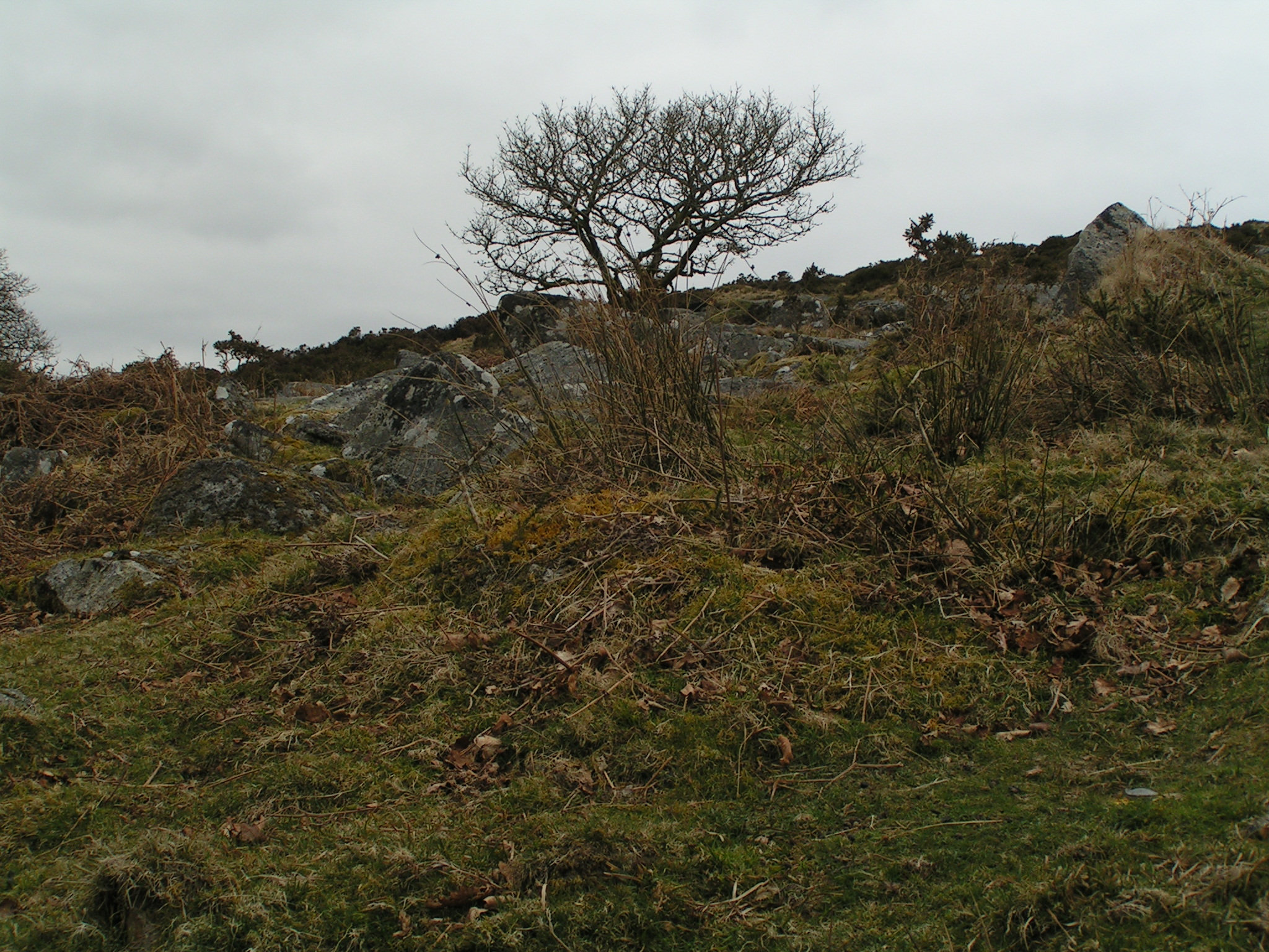 Dartmoor