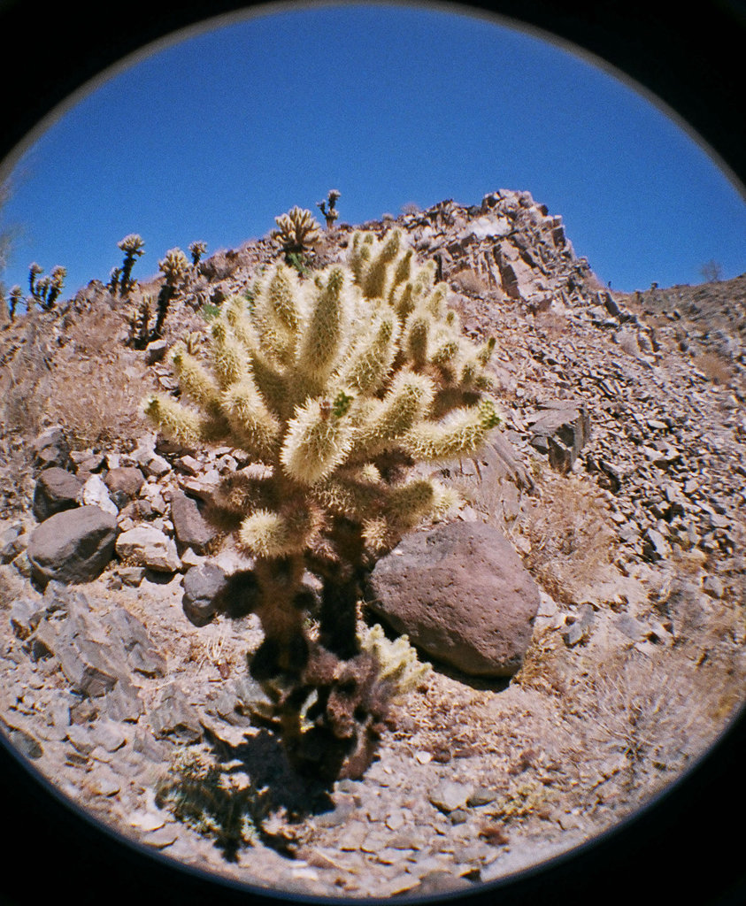 Cholla (10)