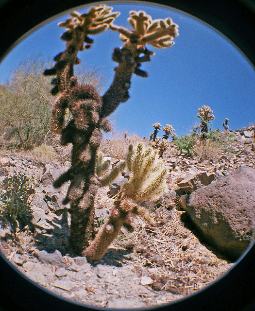 Cholla (11)