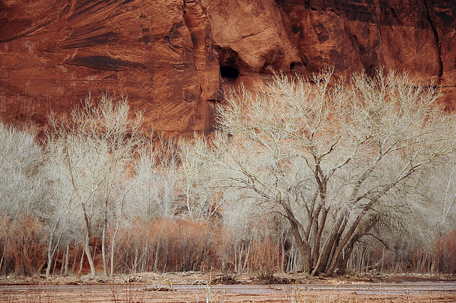 Cottonwood trees