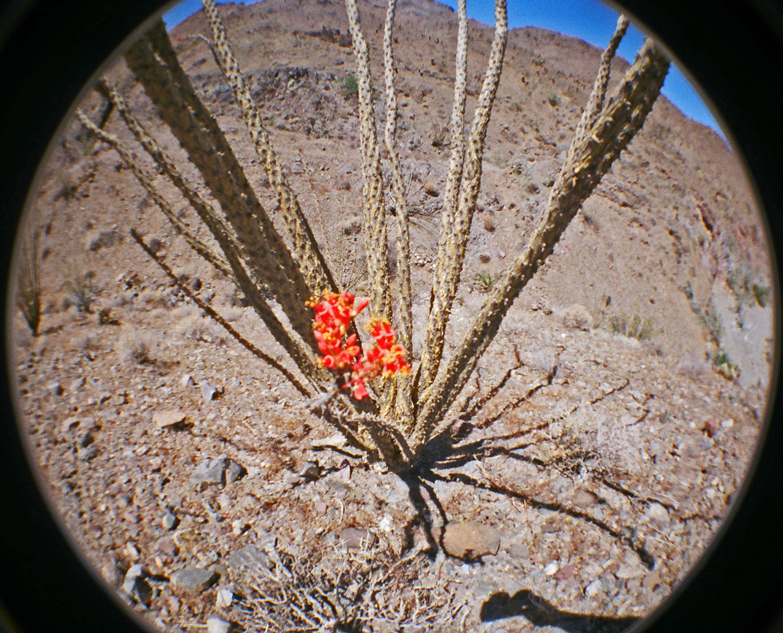 Ocotillo (14)