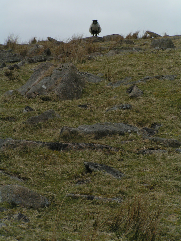 Dartmoor - Boss Sheep