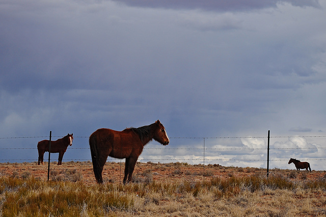 "Horsies!"