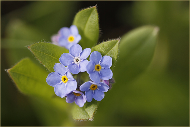 Forget-me-not