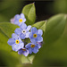 Forget-me-not