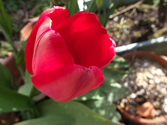 Red tulip has fully opened now