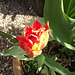 The gorgeous orange tulip almost out