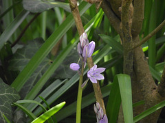 First bluebell of 2013 in my garden