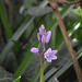 Hopefully the first of many bluebells