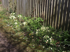 The sides of my driveway is covered with primroses