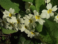 The primroses in the sun