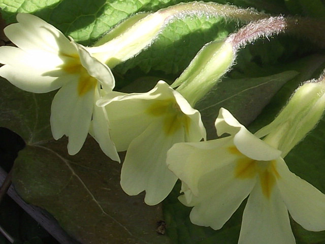 Lovely little primroses in a row