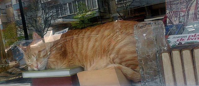 Bookshop Window