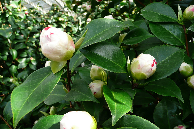 Kamelienblüten - Glashäuser