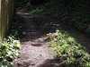 Primroses and primulas are even growing in the middle of the drive