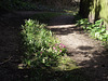 Primroses now then later bluebells in the middle of the drive