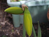 More daffs coming out