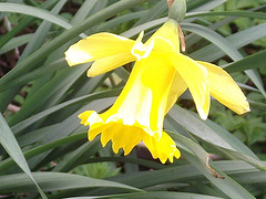 Another daffodil deciding to bloom