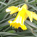 Another daffodil deciding to bloom