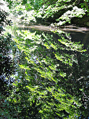 Leaf reflections