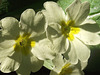 Delicate primroses