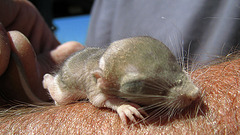 Kangaroo Rat Pup (0535)