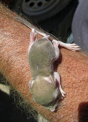 Kangaroo Rat Pup (0536)