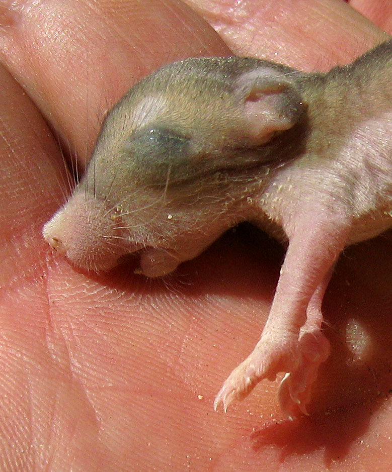 Kangaroo Rat Pup (0537A)