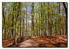 Waldspaziergang
