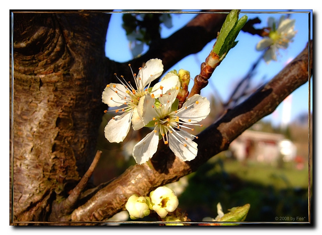 Blüte (2)  :-))