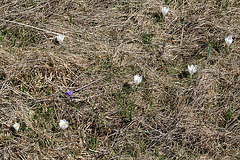 Crocus vernus dans une prairie