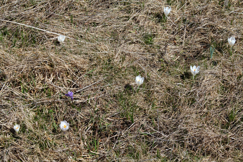 Crocus vernus dans une prairie