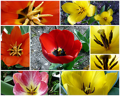 tulipes avril 09