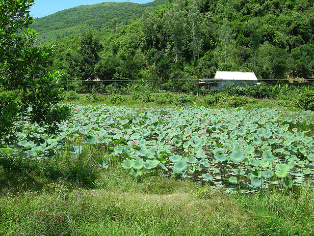 ein ganzes Feld mit Lotus