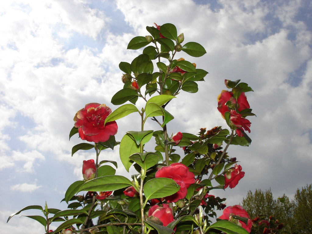 Magnolie