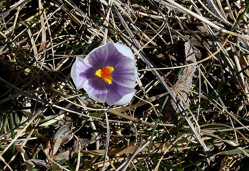 Crocus vernus
