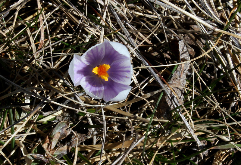 Crocus vernus