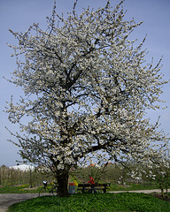 Kirschbaum am Radweg