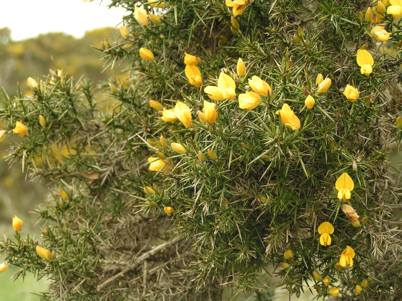 Dartmoor
