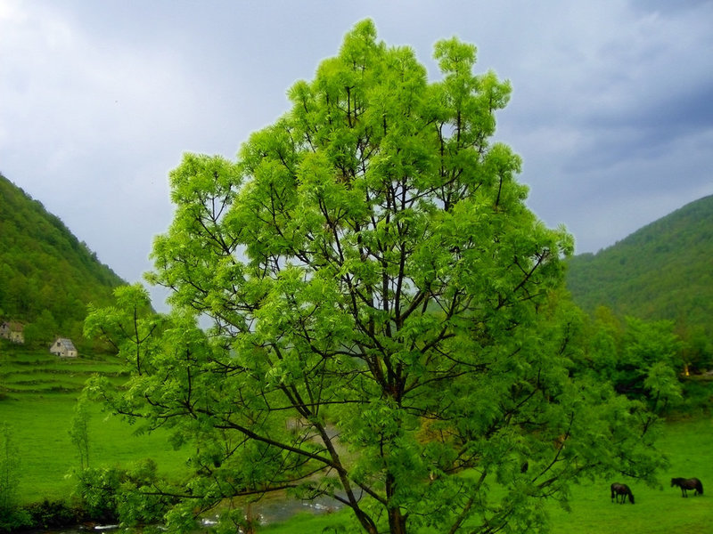 Paix verte