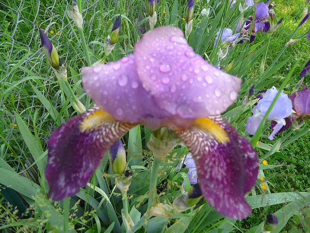 16 mai 2008 072