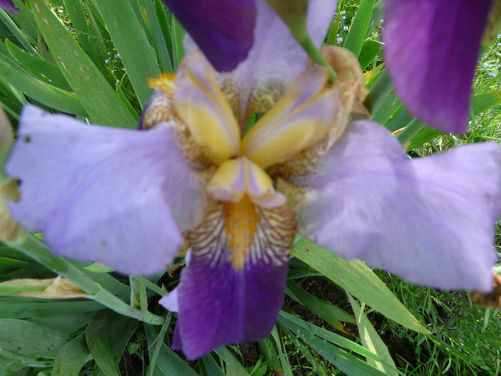 16 mai 2008 074