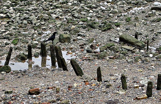 Bird on the beach