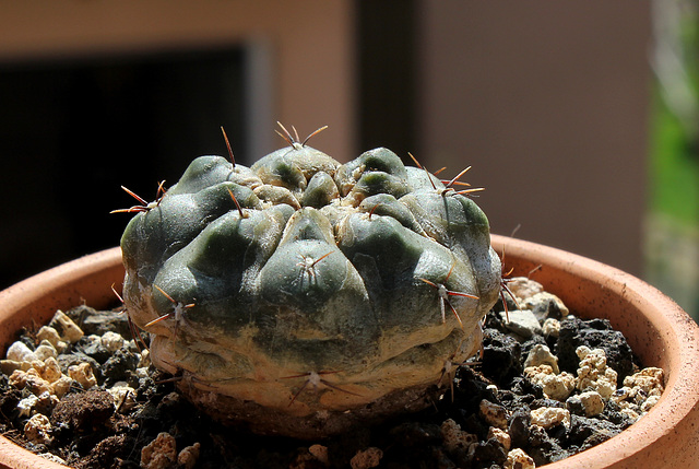 Gymnocalycium uelbelmannianum