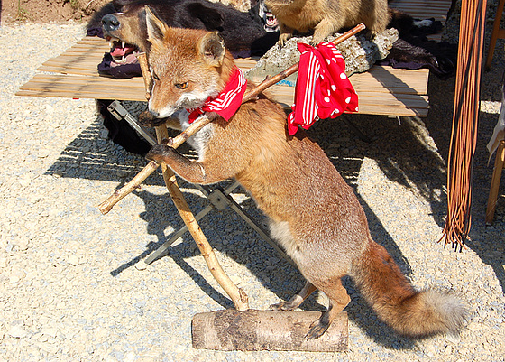 Gaja migranto Vulpo - heiterer Wanderer Fuchs