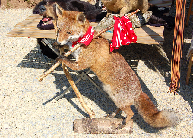 Gaja migranto Vulpo - heiterer Wanderer Fuchs