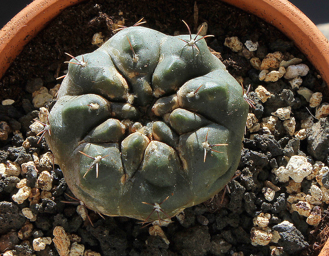 Gymnocalycium uelbelmannianum (2)