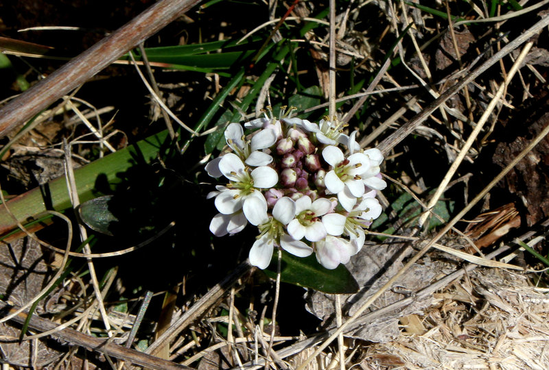 Noccaea caerulescens-Tabouret des Alpes- Tabouret bleuâtre